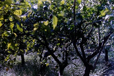 DIGITALIZZAZIONI fotografie di Giulio Azzarello &copy;2020.