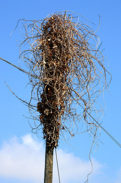 GRANDE NIDO spontaneo in campagna. Fotografie di Giulio Azzarello &copy;2014.