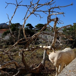 BESTIE. Fotografie di Giulio Azzarello ©2022. BESTIE. Fotografie di Giulio Azzarello ©2022.