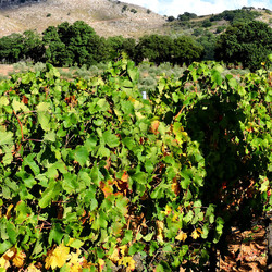 VENDEMMIA di AUTUNNO a S.Cristina Gela in Sicilia. Fotografie di Giulio Azzarello &copy;2016.