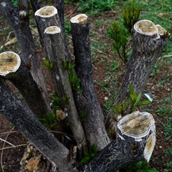 TRONCHI. Fotografie di Giulio Azzarello ©2022.