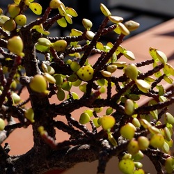 BONSAI. Fotografie di Giulio Azzarello &copy;2022.