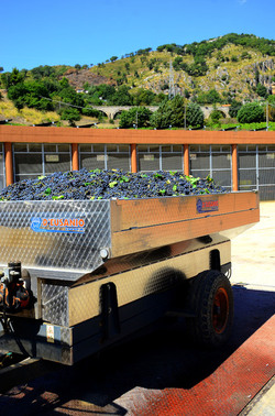 AZIENDA VITIVINICOLA in Sicilia. Fotografie di Giulio Azzarello ©2016. AZIENDA VITIVINICOLA in Sicilia. Fotografie di Giulio Azzarello ©2016.