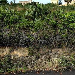 CAMMINANDO. Fotografie di Giulio Azzarello &copy;2024.