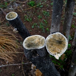 TRONCHI. Fotografie di Giulio Azzarello ©2022.
