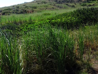 ISOLA di STROMBOLI fotografie di Giulio Azzarello &copy;2020.