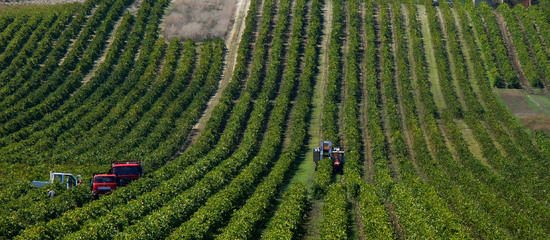 VIGNETO tipico siciliano a Salemi panoramiche e particolari. Fotografie di Giulio Azzarello &copy;2014.