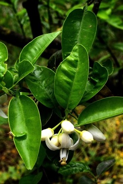 ZAGARA. Fotografie di Giulio Azzarello ©2022. ZAGARA. Fotografie di Giulio Azzarello ©2022.