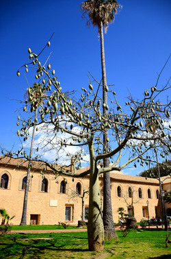 MACCHIA MEDITERRANEA in Sicilia. Fotografie di Giulio Azzarello &copy;2106.