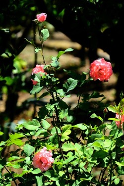 HABITAT NATURA in campagna. Fotografie di Giulio Azzarello ©2015 2016. HABITAT NATURA in campagna. Fotografie di Giulio Azzarello ©2015 2016.