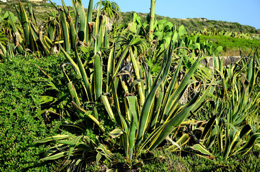ISOLA DI USTICA la natura. Fotografie di Giulio Azzarello &copy;2016.