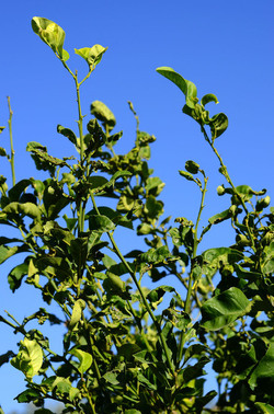 ULIVETO in autunno. Fotografie di Giulio Azzarello ©2014. ULIVETO in autunno. Fotografie di Giulio Azzarello ©2014.