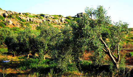 ISOLA DI USTICA la natura. Fotografie di Giulio Azzarello &copy;2016.