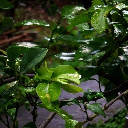 AUTUNNO fotografie di Giulio Azzarello ©2021. AUTUNNO fotografie di Giulio Azzarello ©2021.