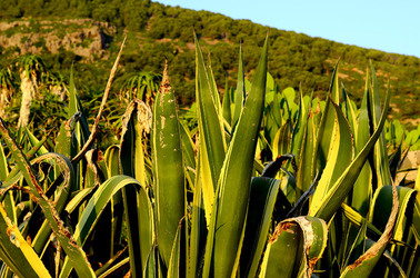 ISOLA DI USTICA la natura. Fotografie di Giulio Azzarello &copy;2016.