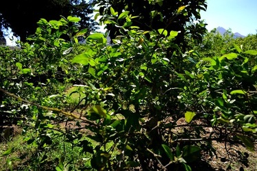 GIARDINO SICILIANO fotografie di Giulio Azzarello ©2021. GIARDINO SICILIANO fotografie di Giulio Azzarello ©2021.