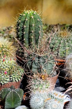 ORTO BOTANICO di Palermo in inverno. Fotografie di Giulio Azzarello &copy;2016.