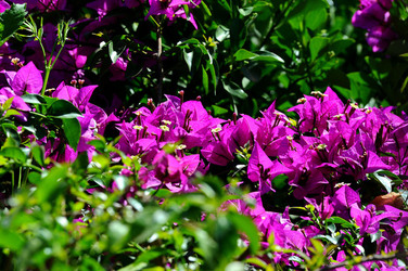 NATURA Violette siciliane in un tipico giardino in estate. Fotografie di Giulio Azzarello &copy;2014.