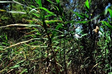 SELINUNTE sito archeologico. Fotografie di Giulio Azzarello ©2018. SELINUNTE sito archeologico. Fotografie di Giulio Azzarello ©2018.