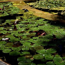 ORTO BOTANICO DI PALERMO. Fotografie di Giulio Azzarello ©2022. ORTO BOTANICO DI PALERMO. Fotografie di Giulio Azzarello ©2022.