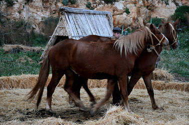 IL PRESEPE VIVENTE DI CUSTONACI in Sicilia. Fotografie di Giulio Azzarello ©2014. IL PRESEPE VIVENTE DI CUSTONACI in Sicilia. Fotografie di Giulio Azzarello ©2014.