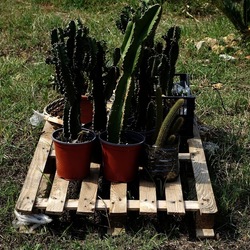 ZISA. Fotografie di Giulio Azzarello &copy;2023.