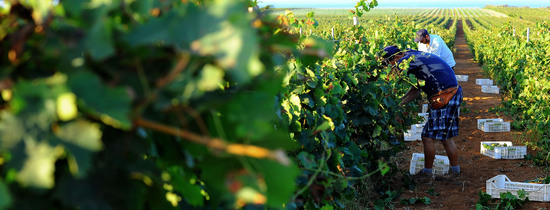 VENDEMMIA a Mazzara del Vallo in Sicilia con i contadini. Fotografie di Giulio Azzarello ©2016. VENDEMMIA a Mazzara del Vallo in Sicilia con i contadini. Fotografie di Giulio Azzarello ©2016.