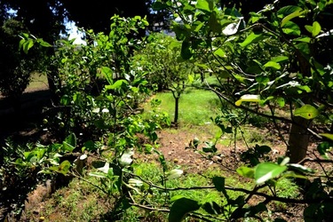 GIARDINO SICILIANO fotografie di Giulio Azzarello ©2021. GIARDINO SICILIANO fotografie di Giulio Azzarello ©2021.