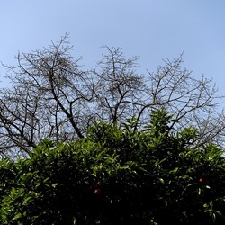 ORTO BOTANICO. Fotografie di Giulio Azzarello &copy;2024.