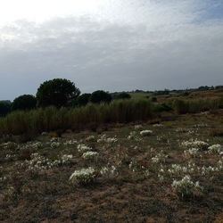 SELINUNTE. Fotografie di Giulio Azzarello ©2022. SELINUNTE. Fotografie di Giulio Azzarello ©2022.