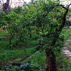 AUTUNNO fotografie di Giulio Azzarello ©2021. AUTUNNO fotografie di Giulio Azzarello ©2021.