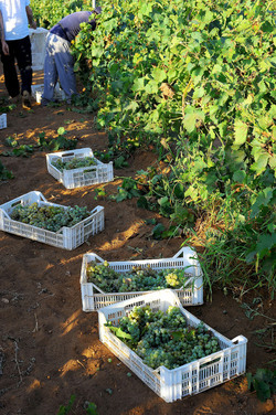 VENDEMMIA a Mazzara del Vallo in Sicilia con i contadini. Fotografie di Giulio Azzarello ©2016. VENDEMMIA a Mazzara del Vallo in Sicilia con i contadini. Fotografie di Giulio Azzarello ©2016.