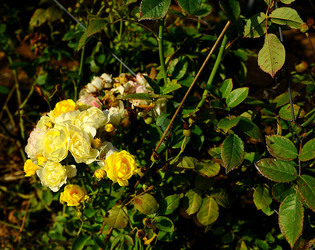 CAMPAGNA SICILIANA. Fotografie di Giulio Azzarello &copy;2016.
