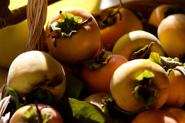 LOTI siciliani coltivati in modo biologico. Fotografie di Giulio Azzarello ©2014. LOTI siciliani coltivati in modo biologico. Fotografie di Giulio Azzarello ©2014.