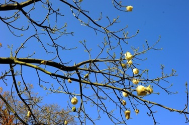 ORTO BOTANICO di Palermo nel maggio 2018. Fotografie di Giulio Azzarello &copy;2018.