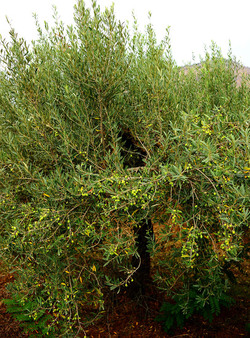 CAMPAGNA SICILIANA. Fotografie di Giulio Azzarello &copy;2016.