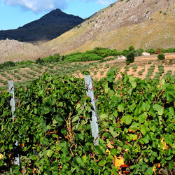 VENDEMMIA di AUTUNNO a S.Cristina Gela in Sicilia. Fotografie di Giulio Azzarello &copy;2016.