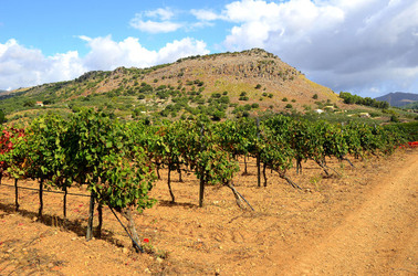 VENDEMMIA di AUTUNNO a S.Cristina Gela in Sicilia. Fotografie di Giulio Azzarello &copy;2016.