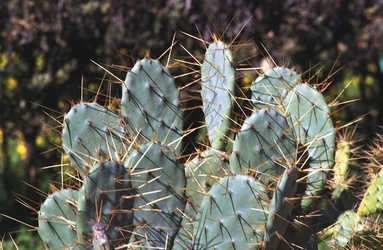 ORTO BOTANICO di Palermo. Fotografie di Giulio Azzarello ©2021.