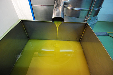 TIPICO FRANTOIO fotografie di Giulio Azzarello ©2014. TIPICO FRANTOIO fotografie di Giulio Azzarello ©2014.