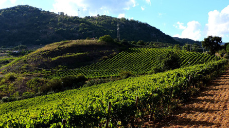 VENDEMMIA di AUTUNNO a S.Cristina Gela in Sicilia. Fotografie di Giulio Azzarello &copy;2016.