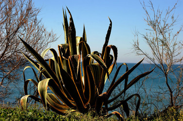 AGAVE selvatica sul mare in Sicilia a Cefalù. Fotografie di Giulio Azzarello ©2014. AGAVE selvatica sul mare in Sicilia a Cefalù. Fotografie di Giulio Azzarello ©2014.