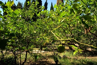 GIARDINO SICILIANO fotografie di Giulio Azzarello ©2021. GIARDINO SICILIANO fotografie di Giulio Azzarello ©2021.