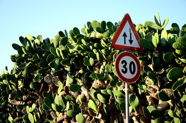 ISOLA DI USTICA la natura. Fotografie di Giulio Azzarello &copy;2016.