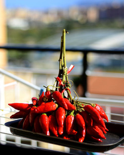 PEPERONCINO fotografie di Giulio Azzarello ©2014. PEPERONCINO fotografie di Giulio Azzarello ©2014.