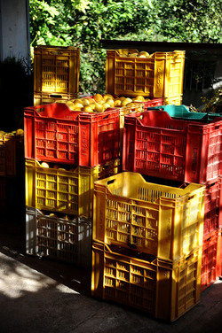 LIMONI di Sicilia coltivati in modo biologico. Fotografie di Giulio Azzarello &copy;2014.