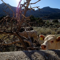 BESTIE. Fotografie di Giulio Azzarello ©2022. BESTIE. Fotografie di Giulio Azzarello ©2022.