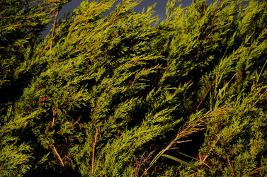LUIGI PIRANDELLO il parco e la casa museo. Fotografie di Giulio Azzarello ©2014.