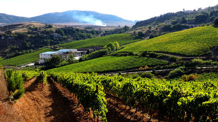 VENDEMMIA di AUTUNNO a S.Cristina Gela in Sicilia. Fotografie di Giulio Azzarello &copy;2016.