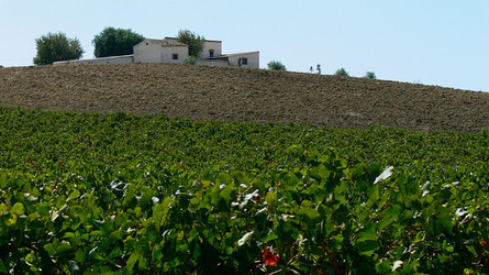 VIGNETO tipico siciliano a Salemi panoramiche e particolari. Fotografie di Giulio Azzarello &copy;2014.